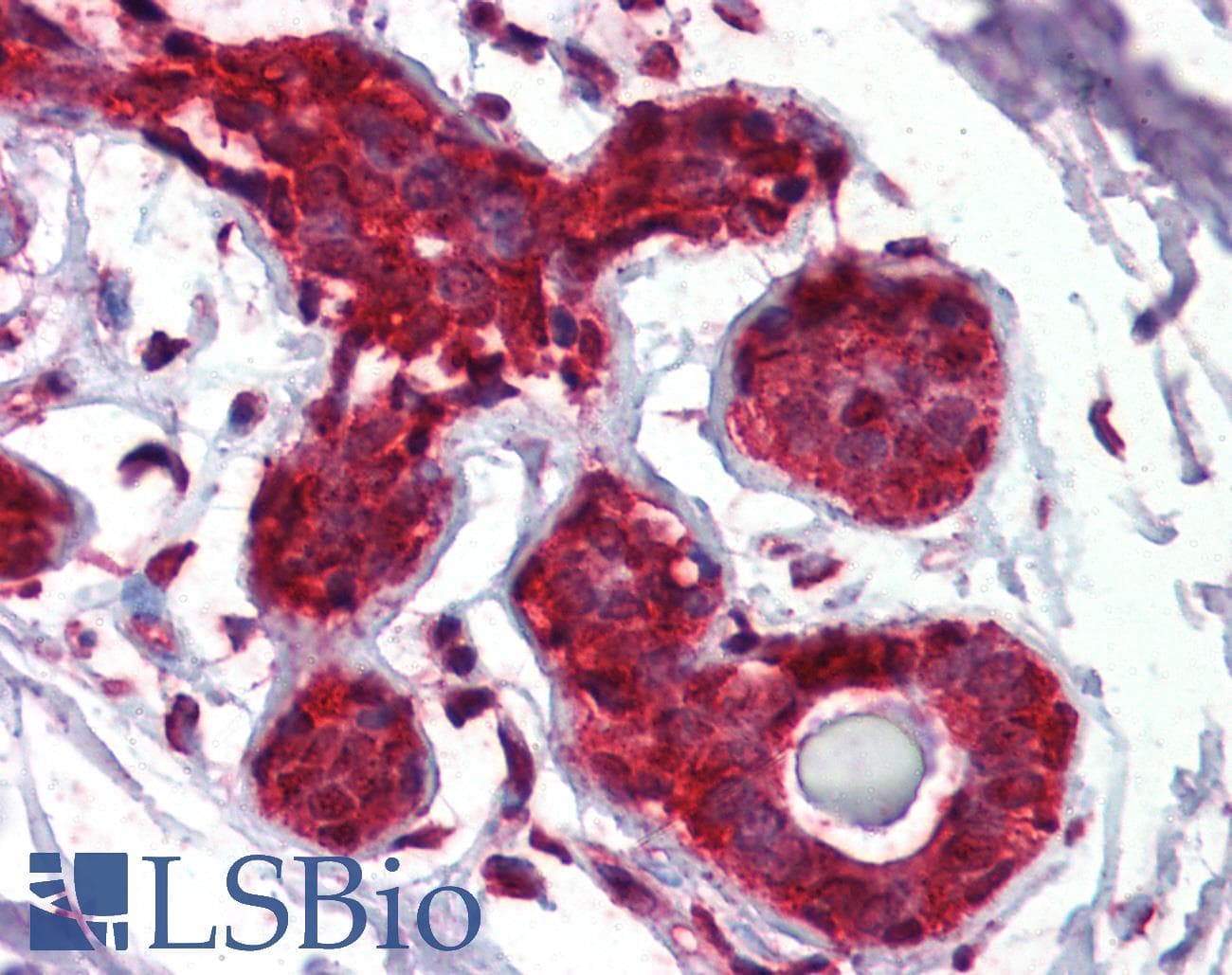 IHC-plus™ EIF4EBP1 / 4EBP1 Antibody (aa101-118)