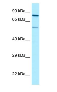 SP9 Antibody (aa414-463)