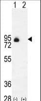 CD105 Antibody (aa265-294)