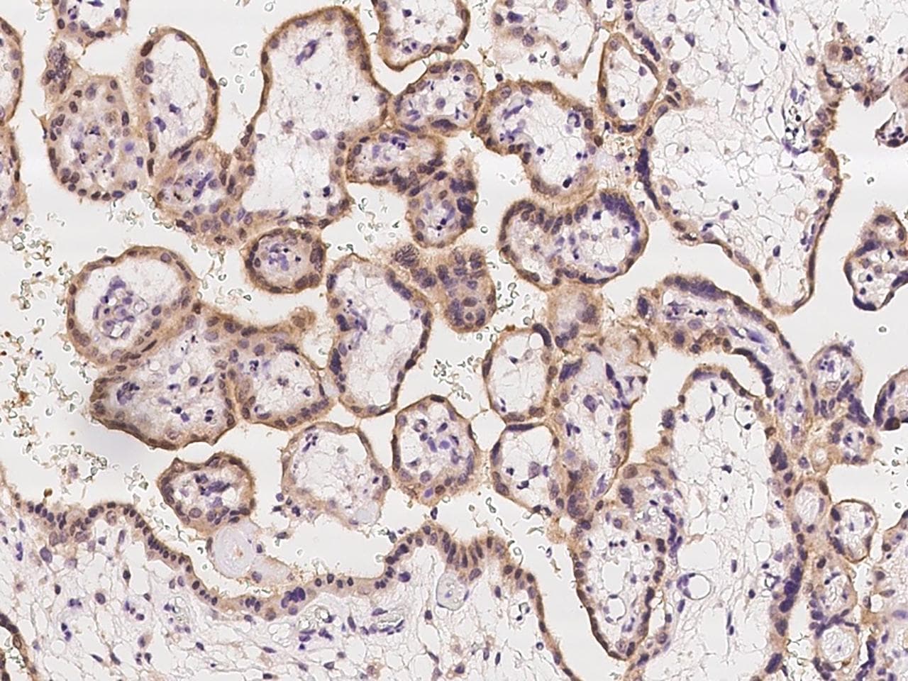 FAM63B Antibody