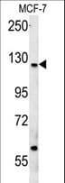 CUX1 / CASP Antibody (aa1347-1374)