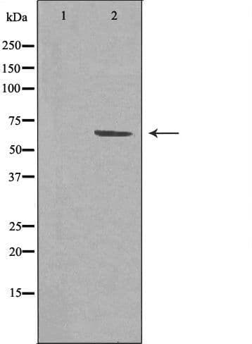 Polyclonal Rabbit anti-Human TCF7L1 / TCF-3 Antibody (IF, WB)