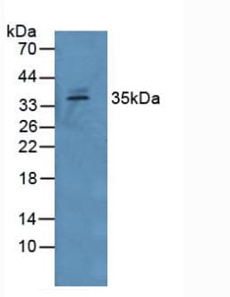 GDF15 Antibody (aa195-308)