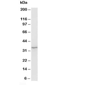WDR83 Antibody (aa29-43)