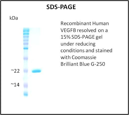 Human VEGFB Protein (Recombinant)
