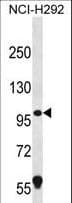 Polyclonal Rabbit anti-Human GSAP / PION Antibody (aa537-565, IHC, WB)