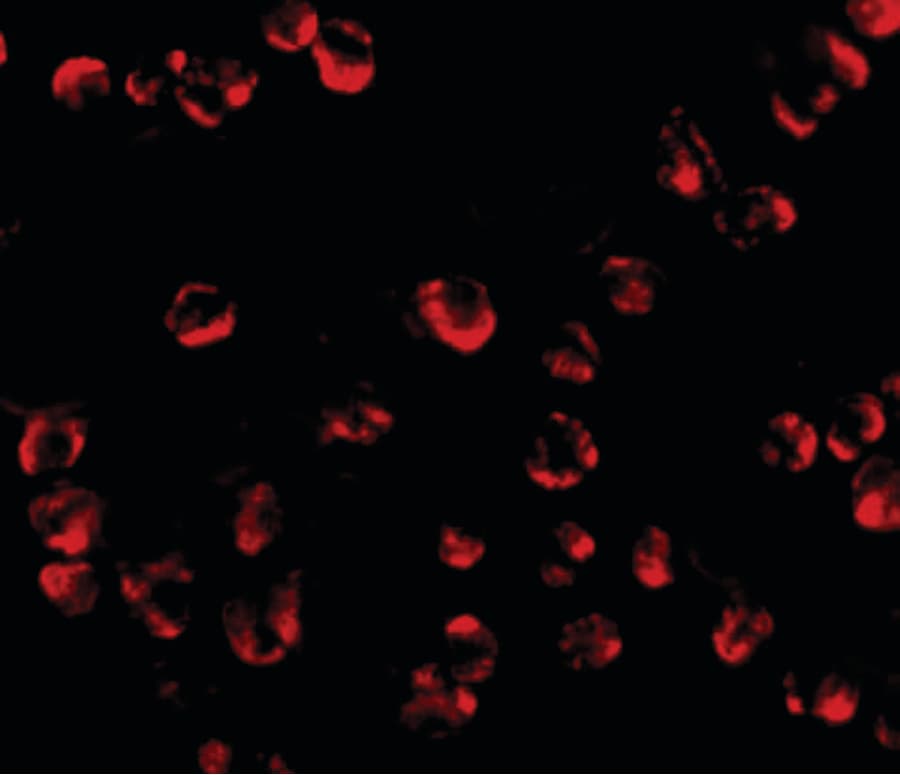 IHC-plus™ RGS21 Antibody