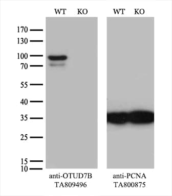 Monoclonal Mouse anti-Human OTUD7B / Cezanne Antibody (clone OTI2E2, aa449-729, WB)
