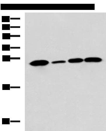 UCHL1 / PGP9.5 Antibody