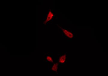 NOS3 / eNOS Antibody