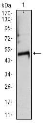 TUBA8 / Tubulin Alpha 8 Antibody (clone 2D6)
