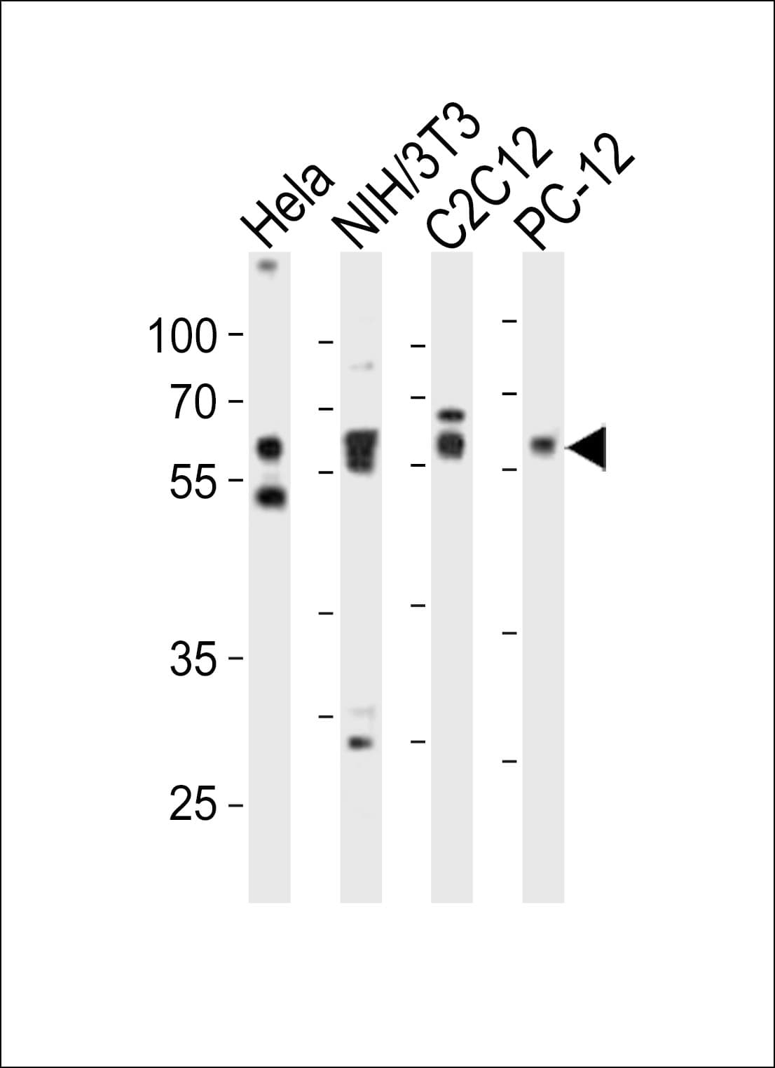 SMAD2 Antibody (aa198-232)