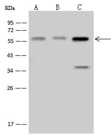 SMARCD1 / BAF60A Antibody