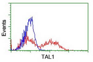 TAL1 Antibody (clone OTI6A2)