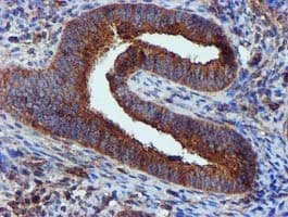 EPN2 Antibody (clone OTI1C2)