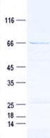 Human RBMX2 Protein (Recombinant GST, N-terminus + His, C-terminus)