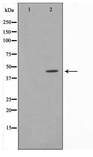 IRF4 Antibody