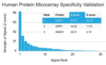 EGFR Antibody (clone GFR/2341)