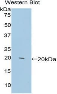 CENPE Antibody (aa2222-2361, Biotin)