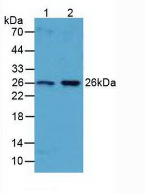 BCL2L1 / BCL-XL Antibody (aa2-212, Biotin)