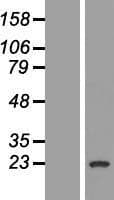 Human GAGE1 Protein (Over-Expression Lysate Myc-DDK (Flag))