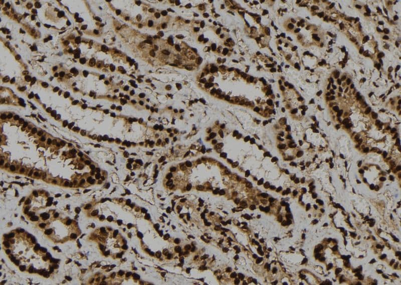 NABP1 / OBFC2A Antibody