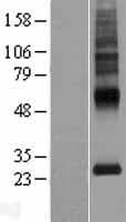 MLC1 / MLC Protein (Over-Expression Lysate Myc-DDK (Flag))