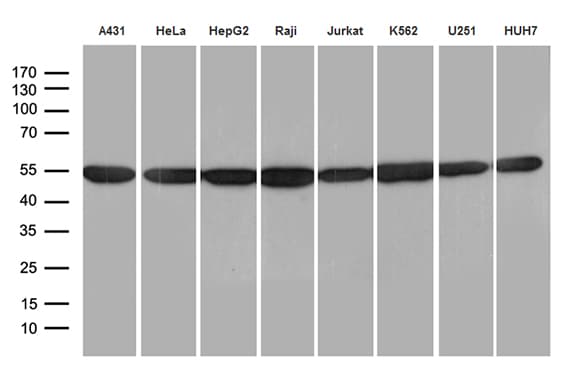 HNRNPH1 / hnRNP H Antibody (clone OTI4F10)