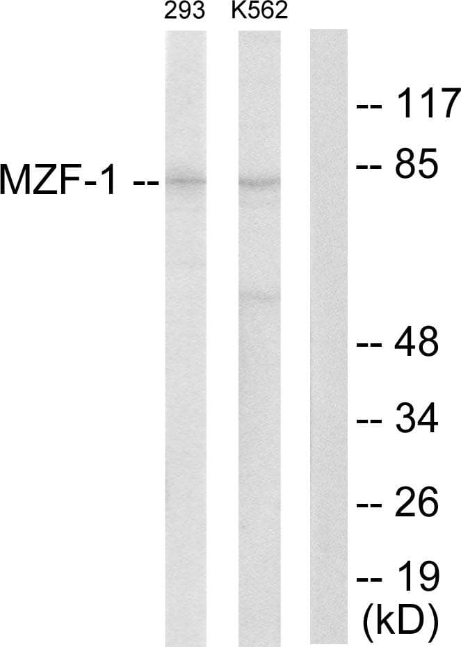 MZF / MZF1 Antibody