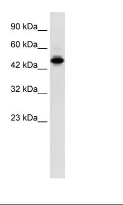 ELF2 / NERF Antibody (aa103-152)