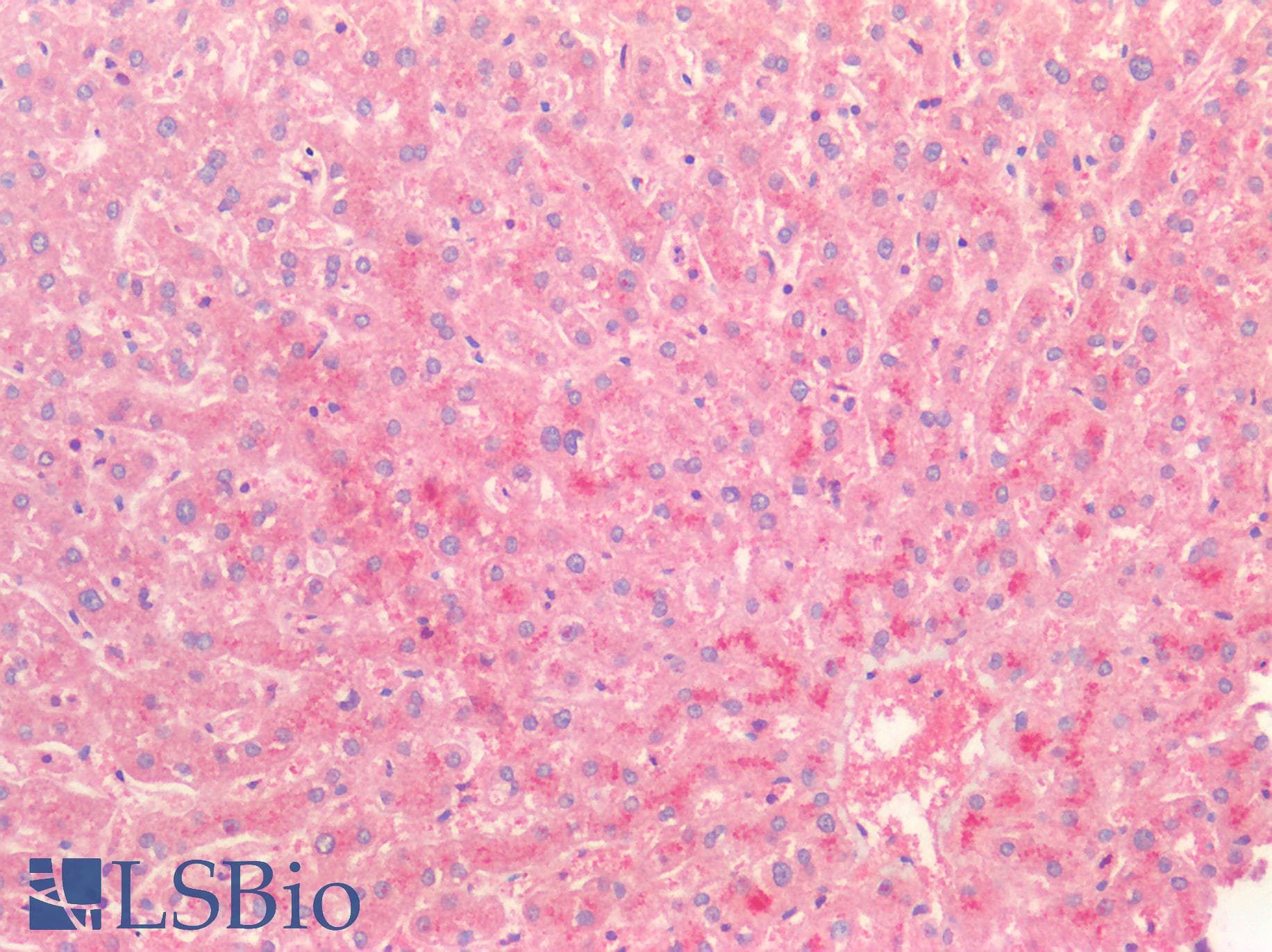 IHC-plus™ Polyclonal Rabbit anti-Human HGF / Hepatocyte Growth Factor Antibody (IHC)