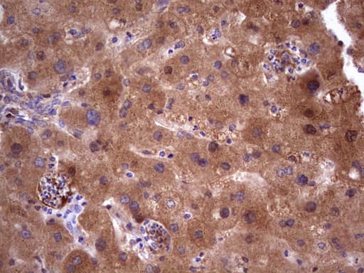 ASPA Antibody (aa77-313, clone OTI2D2)