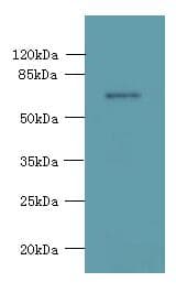 Polyclonal Rabbit anti-Human KCNS2 Antibody (WB)