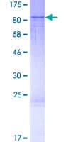 Human RASGRP2 Protein (Recombinant GST)