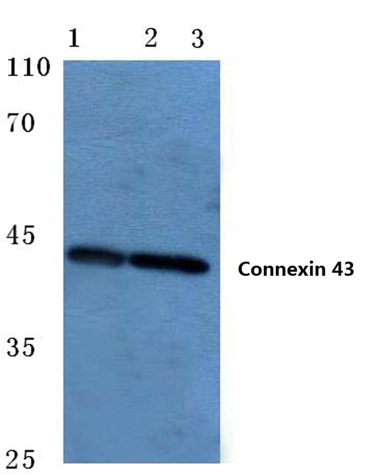 IHC-plus™ GJA1 / CX43 / Connexin 43 Antibody (aa340-390)