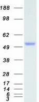 Human MAPK9 / JNK2 Protein (Recombinant Myc-DDK (Flag))