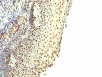 Proliferation Marker IPO-38 Antibody (clone IPO-38)