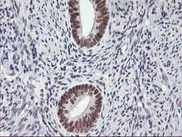 USP7 / HAUSP Antibody (clone OTI3C1)