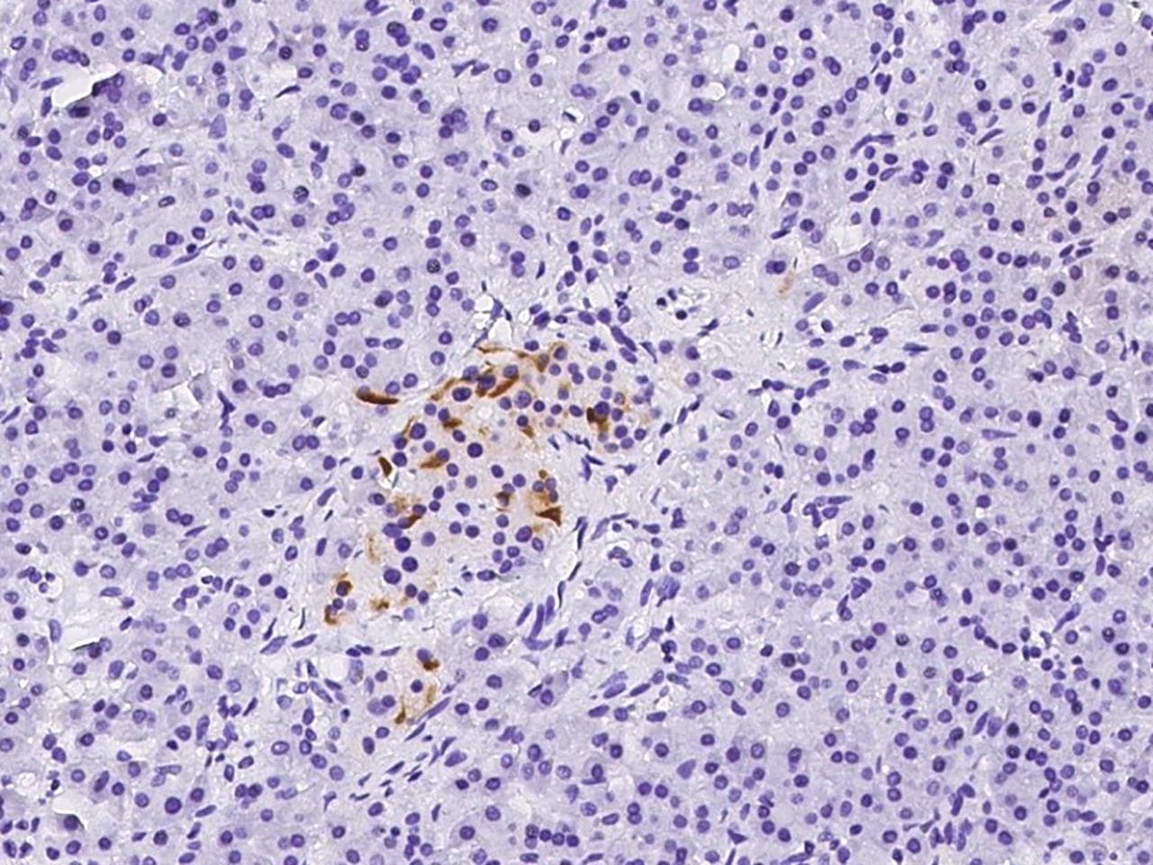 BTG3 Antibody