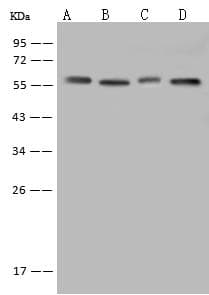 PDI / P4HB Antibody (Preservative Free)