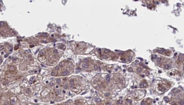OR5AN1 Antibody