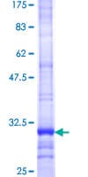 Human SLCO2A1 / PGT Protein (Recombinant GST, N-terminus)