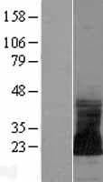 C2orf82 Protein (Over-Expression Lysate Myc-DDK (Flag))