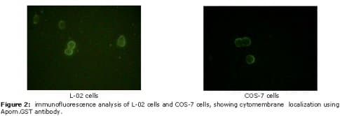 APOM / Apolipoprotein M Antibody (clone 10C3G5)