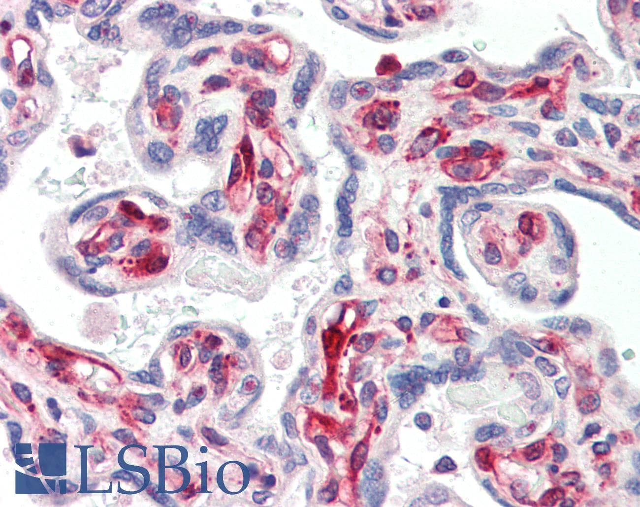 IHC-plus™ SIRT2 / Sirtuin 2 Antibody