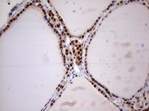 C14orf166 Antibody (clone OTI1E5)