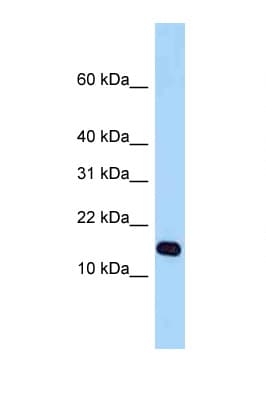 STH Antibody (aa61-110)