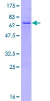 Human GFI1B Protein (Recombinant GST)