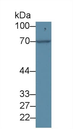 FOXO1 / FKHR Antibody (aa333-557, Biotin)