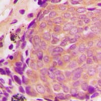 TIMP4 Antibody (C-Terminus)